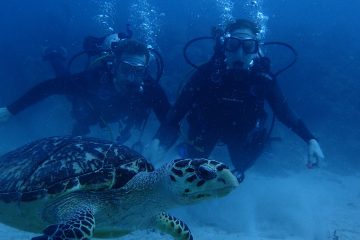 People lookin at a turtle